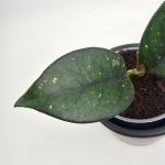 Hoya sp. Vietnam