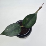 Hoya sp. Vietnam