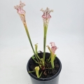 Sarracenia kapturnica leucophylla White Clone