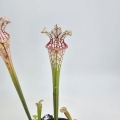 Sarracenia kapturnica leucophylla White Clone