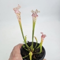 Sarracenia kapturnica leucophylla White Clone