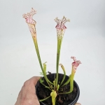 Sarracenia kapturnica leucophylla White Clone