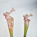 Sarracenia kapturnica leucophylla White Clone