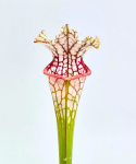 Sarracenia kapturnica leucophylla White Clone