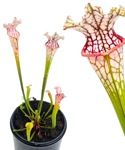 Sarracenia kapturnica leucophylla White Clone