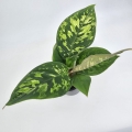 Homalomena Camouflage M