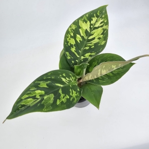 Homalomena Camouflage M