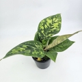Homalomena Camouflage M