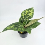 Homalomena Camouflage M