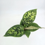 Homalomena Camouflage M