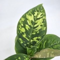 Homalomena Camouflage M