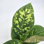 Homalomena Camouflage M