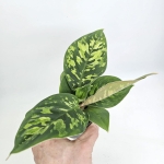 Homalomena Camouflage M