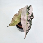 Alocasia Polly Pink Variegata