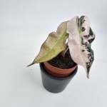 Alocasia Polly Pink Variegata