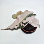 Alocasia Polly Pink Variegata