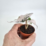 Alocasia Polly Pink Variegata