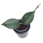 Hoya sp. Vietnam