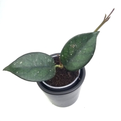 Hoya sp. Vietnam
