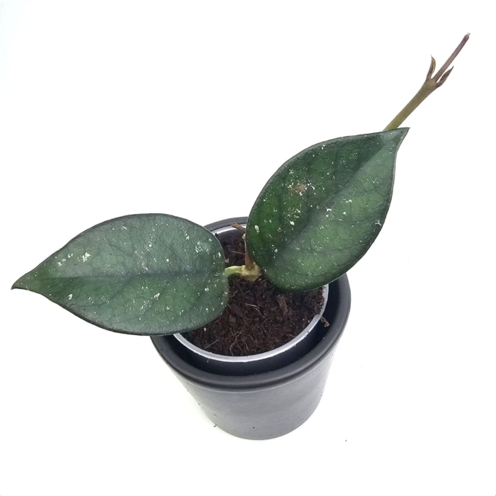 Hoya sp. Vietnam