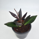 Hoya Red Maroon