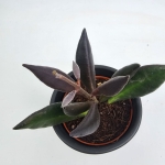 Hoya Red Maroon
