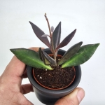 Hoya Red Maroon