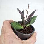 Hoya Red Maroon