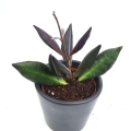 Hoya Red Maroon