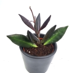 Hoya Red Maroon