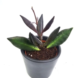 Hoya Red Maroon