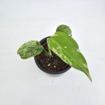 Monstera Bulbasaur