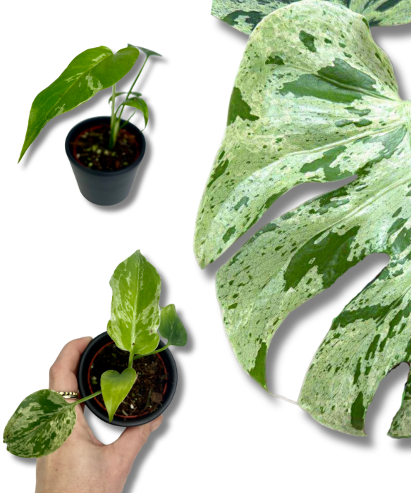 Monstera Bulbasaur