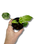 Monstera Bulbasaur