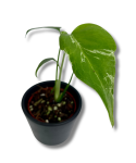 Monstera Bulbasaur