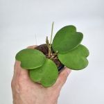 Hoya Kerri