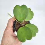 Hoya Kerri