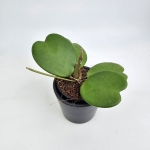Hoya Kerri