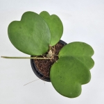 Hoya Kerri