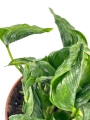 Epipremnum Godzilla / Shangri La