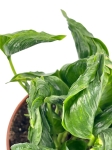 Epipremnum Godzilla / Shangri La