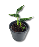 Epipremnum Godzilla / Shangri La S