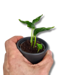 Epipremnum Godzilla / Shangri La S