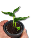 Epipremnum Godzilla / Shangri La S