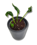 Epipremnum Godzilla / Shangri La S