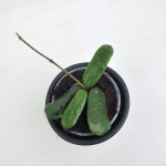 Hoya rotundiflora