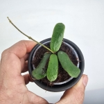 Hoya rotundiflora
