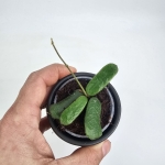 Hoya rotundiflora