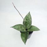 Hoya verticillata Black Margin