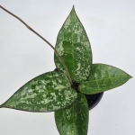 Hoya verticillata Black Margin